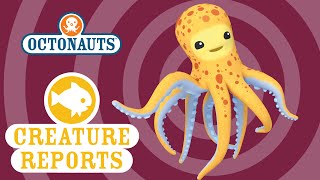 Octonauts Creature Report  Octopus [upl. by Ahsienroc700]