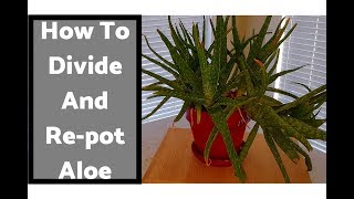 How To Divide and Repot an Overgrown Aloe Vera 112318 [upl. by Sussna]