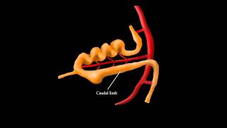 Embryological Rotation of the Midgut [upl. by Asiluj]