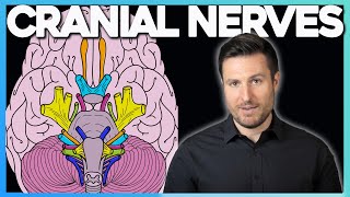 Easiest Way to Remember Cranial Nerves  Corporis [upl. by Emyam]