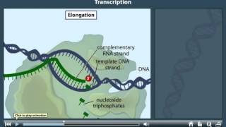 Transcription Animation [upl. by Hilliary]