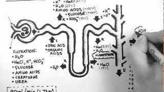 Nephron Function [upl. by Aihtela]