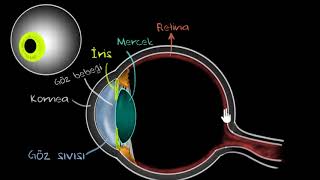 İnsan Gözünün Yapısı Fen Bilimleri Fizik [upl. by Iarahs22]