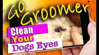 How to Clean your Dogs Eyes [upl. by Goodman]