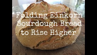 Folding Einkorn Sourdough Bread to Rise Higher [upl. by Amsden]