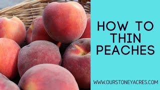 How To Thin Peaches To improve fruit size and sweetness [upl. by Balthazar]