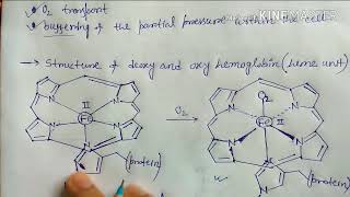 Bioinorganic chemistry part 2  Hemoglobin and Myoglobin [upl. by Saidee]