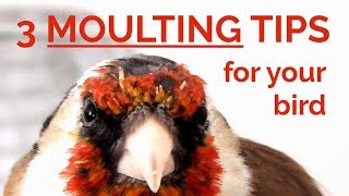 Moultingmolting 3 Easy Tips to help your bird moult [upl. by Akiehsat188]