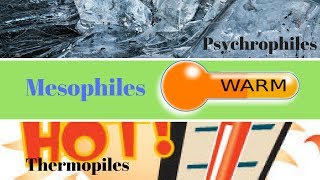 Thermophiles Mesophiles Psychrophiles  How to Study Microbiology [upl. by Parker]