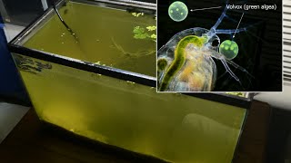 Raising Daphnia for the Freshwater Aquarium [upl. by Denoting]