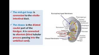 Introduction to Development of GUT Tube  Dr Ahmed Farid [upl. by Nuhsar]