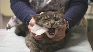 How To Brush Your Cats Teeth at Home [upl. by Giwdul]