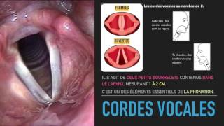 cordes vocales [upl. by Freed]