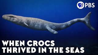 When Crocs Thrived in the Seas [upl. by Hootman]