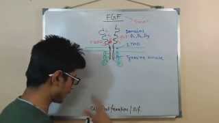 Fibroblast growth factor FGF [upl. by Eledoya]