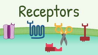 Receptors Types amp Functions [upl. by Woodrow646]