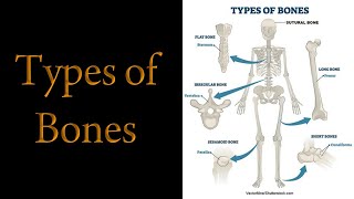 Types  Classification of Bones [upl. by Yrreb]