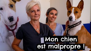 Mon chien est malpropre  🐶 [upl. by Cirda]