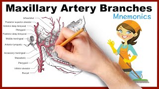 Indirect IA nerve block on a model [upl. by Aggie]