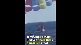 Terrifying Footage Shows Shark Leaping Out Of The Water And Biting Parasailors Foot [upl. by Nagirrek36]