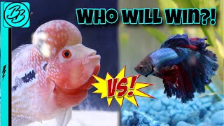 BETTA FISH VS FLOWERHORN STAREDOWN Fish Battle Royale [upl. by Annaoj490]