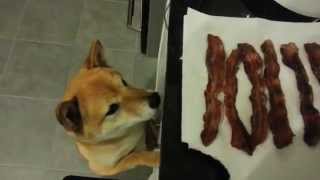 The Shiba Scream Ozy Wants Bacon [upl. by Arihsan214]