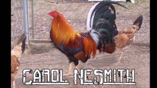 Best Gamefowl Breeders in USA Part 1 [upl. by Gee522]