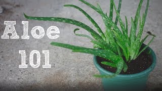 How to repot an Aloe Vera plant  Aloe 101 [upl. by Rimidalv]