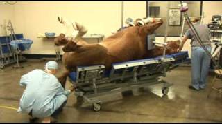 Surgery on a horse at Pioneer Equine Hospital [upl. by Kunin]