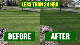 How To Get Your Grass DARK GREEN  In Less Than 24 Hours [upl. by Aluap]