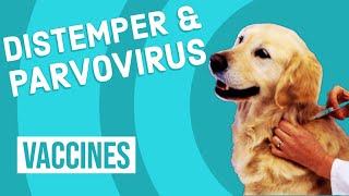 Canine Distemper amp Parvovirus Vaccine [upl. by Aisetal]