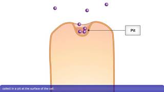 Detailed Animation on Pinocytosis [upl. by Gilcrest]