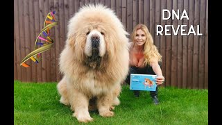 CHINESE TIBETAN MASTIFF DOG  DNA REVEAL [upl. by Meekah]