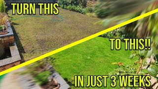 HOW TO FIX YOUR PATCHY LAWN IN JUST 3 WEEKS [upl. by Schwing]