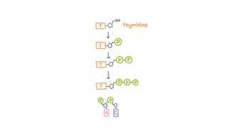 AntiHerpetic Drugs  How They Work [upl. by Ttihw655]