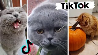 Funny Cats of TIK TOK  TikToks That Make You Go Awww [upl. by Harts631]