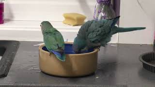 Quaker Parrot Behaviour [upl. by Seton]