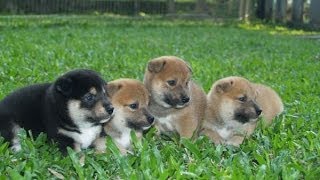 The Best Of Shiba Inu Puppies [upl. by Waldos]