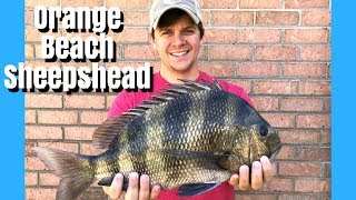 Jetty Fishing for Sheepshead in Orange Beach AL  Perdido Pass Fishing [upl. by Renba]