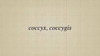 coccyx coccygis [upl. by Rawna82]