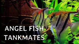 12 Best Tankmates of Angel Fish [upl. by Iahs]