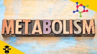 What is metabolism in biology [upl. by Quinton868]