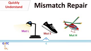 DNA Mismatch repair [upl. by Bradway296]