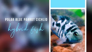 Polar Blue Parrot Cichlid and Fry [upl. by Alurd]