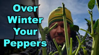 How To Overwinter Pepper Plants [upl. by Ruamaj195]