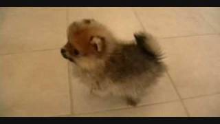 Pomeranian Puppieswmv [upl. by Vic348]