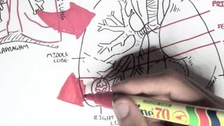 Respiratory System  Overview [upl. by Bevers]