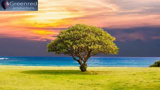 Serotonin Release Music with Alpha Waves  10 Hz Binaural Beats Healing Music Happiness Frequency [upl. by Claybourne]