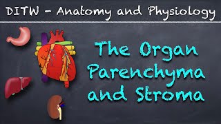 DITW  The Parenchyma and Stroma [upl. by Magnien]