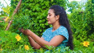 Easy Inexpensive Powdery Mildew Spray for Squash amp Cucumbers Prune Leaves to Keep Production Going [upl. by Eittak]